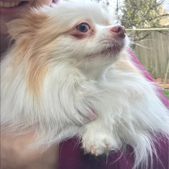 Meet your posher - Picture 4 of 6